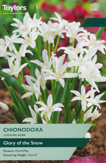 Chionodoxa - Luciliae Alba