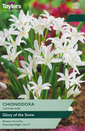 Chionodoxa - Luciliae Alba