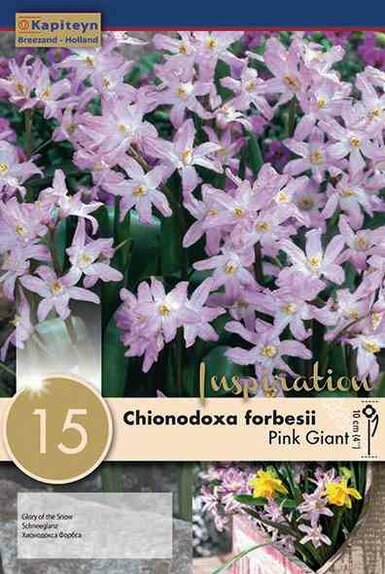 Chionodoxa Pink Giant
