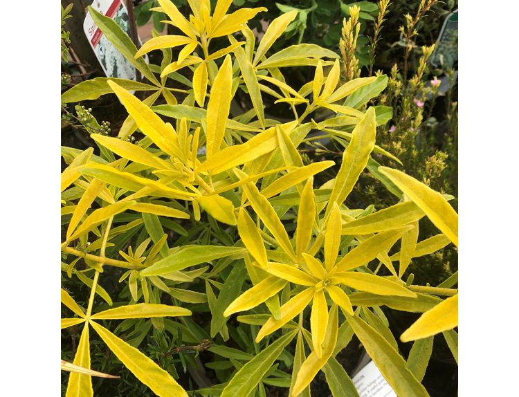 Choisya ternata Goldfingers 3 litre pot