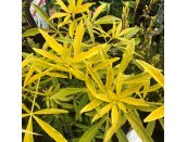 Choisya ternata Goldfingers 3 litre pot
