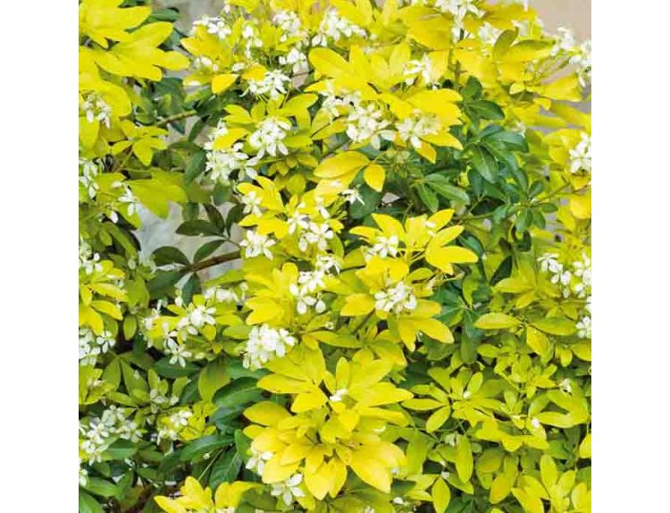 Choisya ternata Sundance