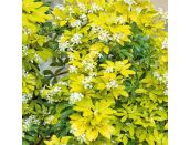 Choisya ternata Sundance