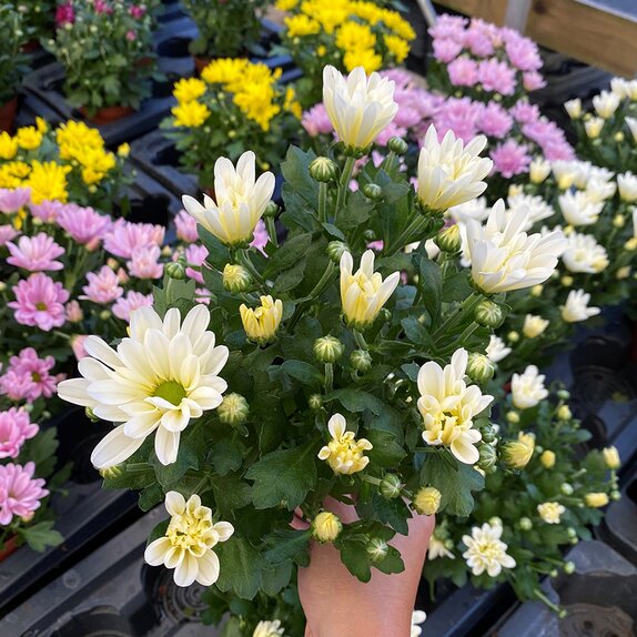 Chrysanthemum Berlise