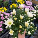 Chrysanthemum Berlise