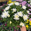 Chrysanthemum Brave