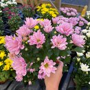 Chrysanthemum Breeze Pink