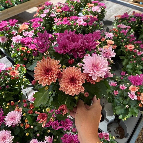 Chrysanthemum Carnaval Sweet Melange 