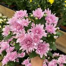 Chrysanthemum Dynamic