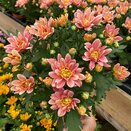 Chrysanthemum Dynamic Salmon