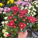 Chrysanthemum Elliot