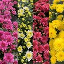 Chrysanthemum Gardenmum varieties