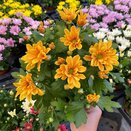 Chrysanthemum Heat