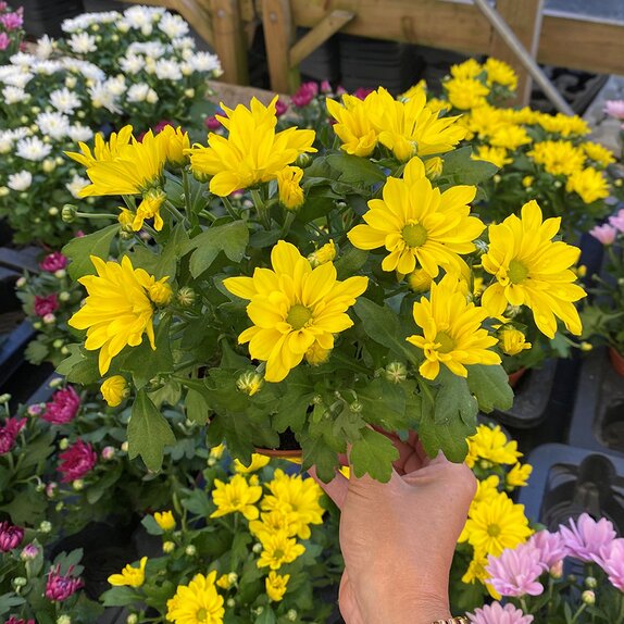 Chrysanthemum Heat Yellow