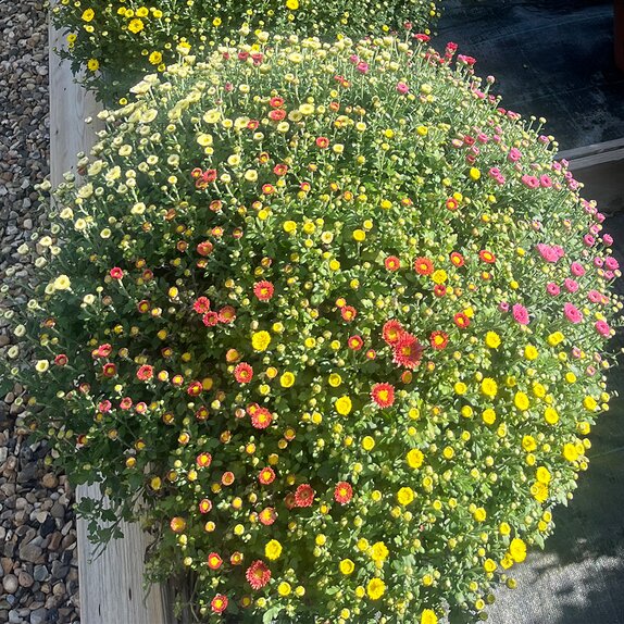 Chrysanthemum Indicum Carnaval - image 1