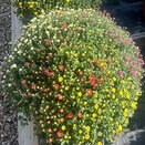 Chrysanthemum Indicum Carnaval - image 1