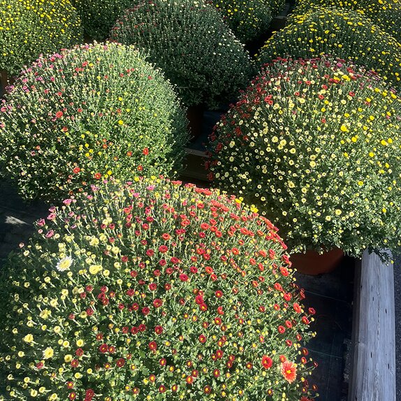 Chrysanthemum Indicum Carnaval - image 2