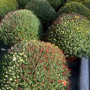 Chrysanthemum Indicum Carnaval - image 2