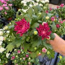 Chrysanthemum Jackson Purple