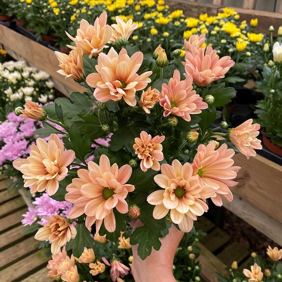 Chrysanthemum Jackson Salmon
