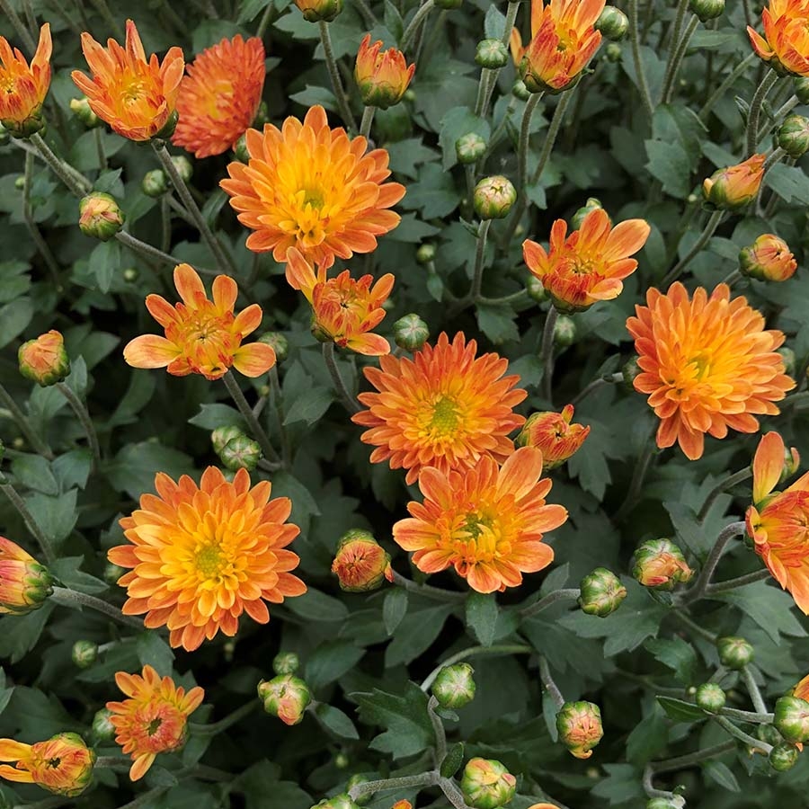 Chrysanthemum Orange 2 litre pot Knights Garden Centres
