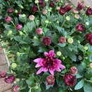 Chrysanthemum Pink 2 litre pot