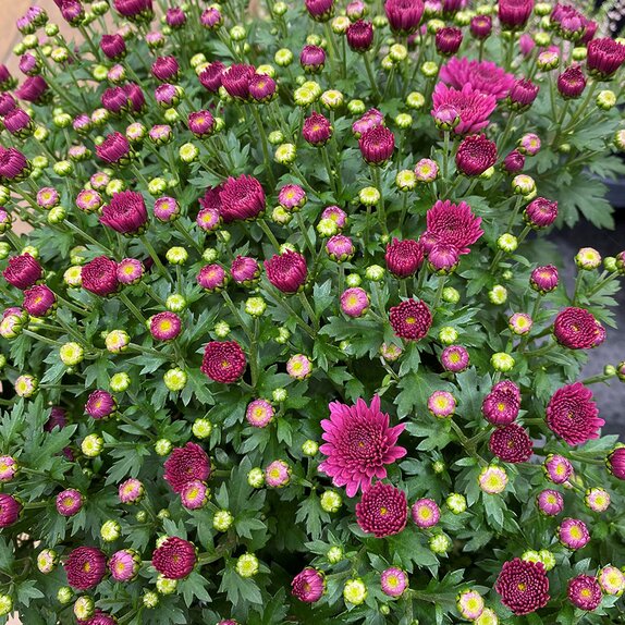 Chrysanthemum Purple 2 litre pot