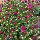 Chrysanthemum Purple 2 litre pot