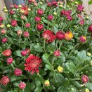 Chrysanthemum Red 2 litre pot