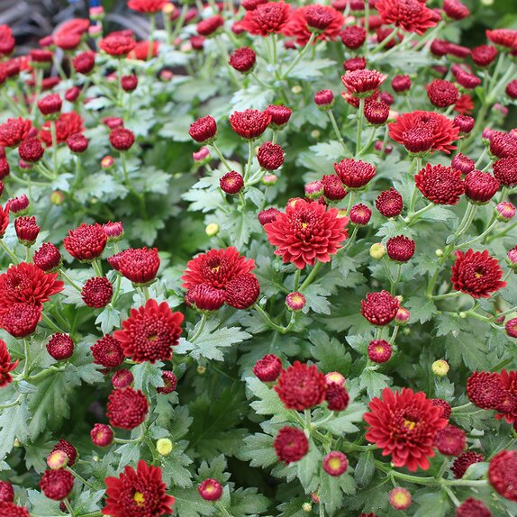 Chrysanthemum Red 5 litre pot