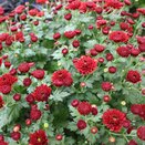 Chrysanthemum Red 5 litre pot