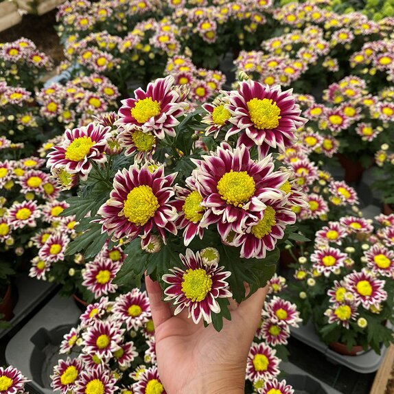 Chrysanthemum Splash Rocker