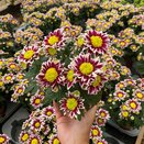 Chrysanthemum Splash Rocker
