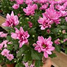 Chrysanthemum Tourmalet