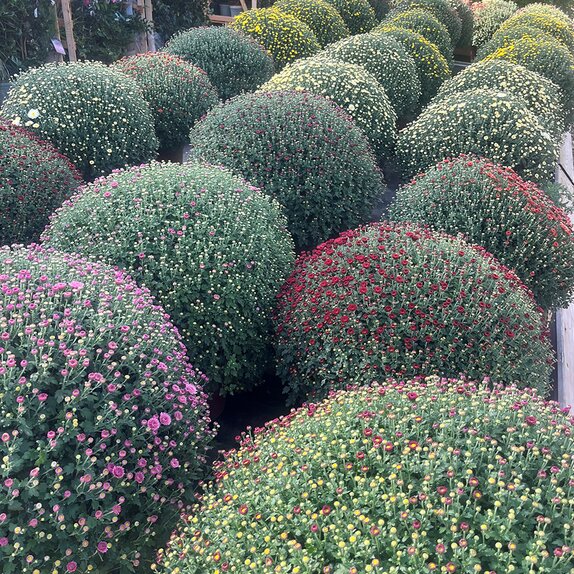 Chrysanthemum varieties