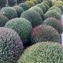 Chrysanthemum varieties