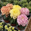 Chrysanthemum Vienna CoCo in varieties