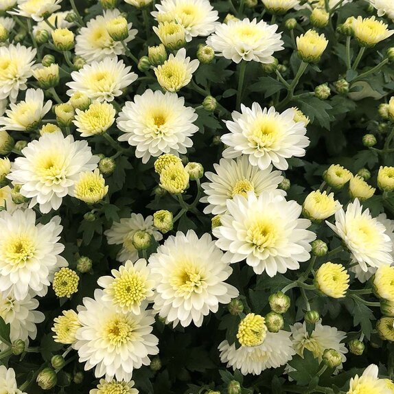 Chrysanthemum White 2 litre pot