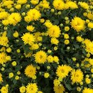 Chrysanthemum Yellow 2 litre pot