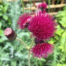 Cirsium Rivulare Atropurpureum