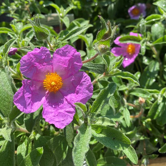 Cistus creticus