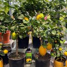 Citrus Bergamot
