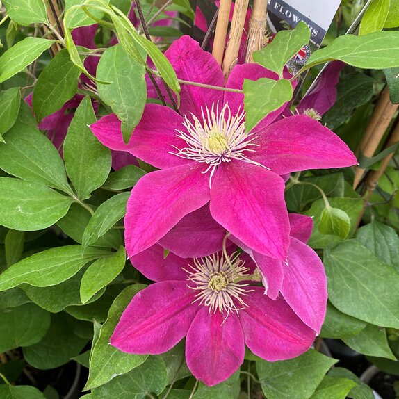 Clematis Acropolis (evip 078)
