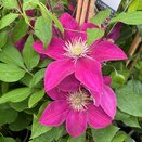 Clematis Acropolis (evip 078)