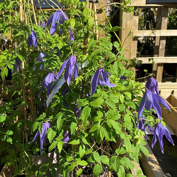 Clematis alp. Blue Dancer