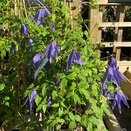 Clematis alp. Blue Dancer
