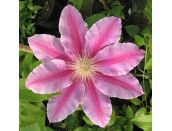 Clematis Bees Jubilee