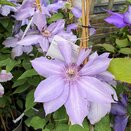 Clematis Bernadine™ evipo061