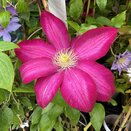 Clematis Bourbon™ evipo018
