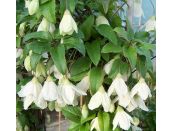Clematis Cirrhosa Jingle Bells